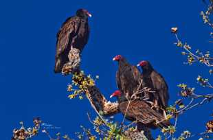 Turkey Vulture Meeting-9925 Turkey Vulture Meeting-9925